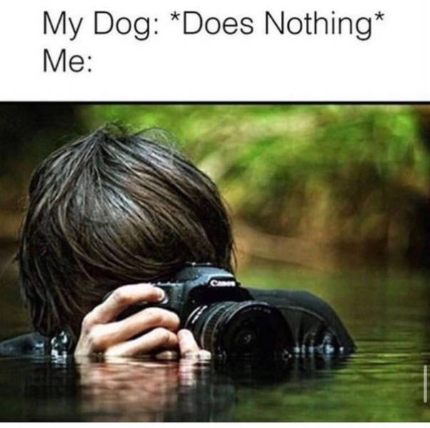 Pet Lovers Will Understand These Memes