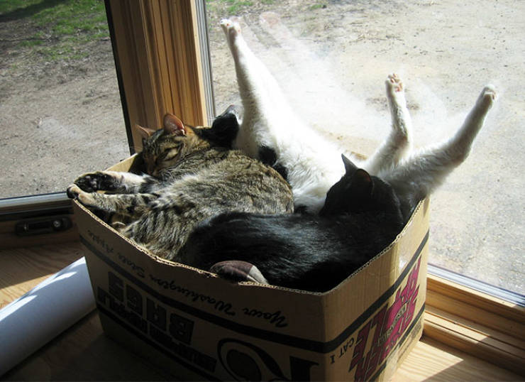 Science Found Out Why Cats Love Boxes So Much