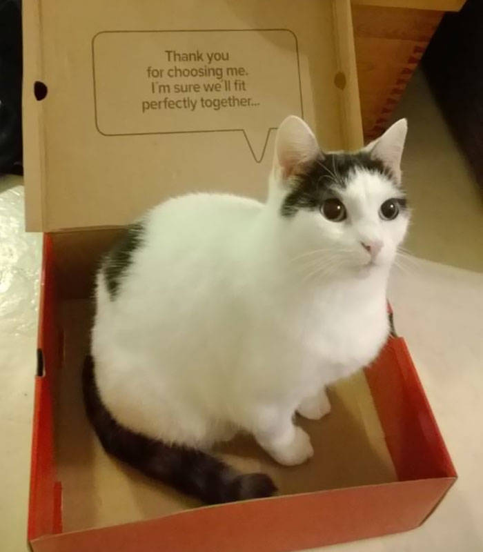 Science Found Out Why Cats Love Boxes So Much