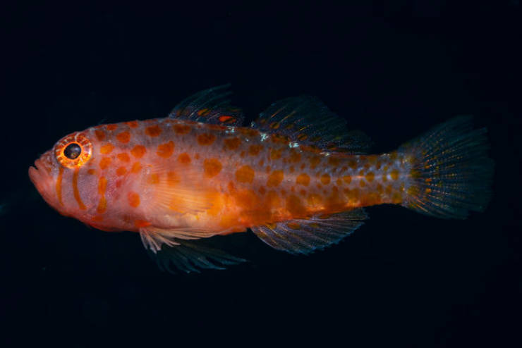 There Have Been 71 New Species Discovered By Scientists In 2019, Take A Look At Some Of Them