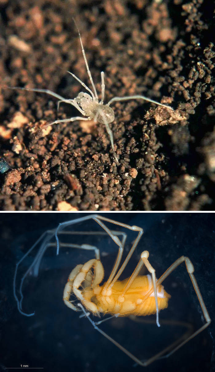 There Have Been 71 New Species Discovered By Scientists In 2019, Take A Look At Some Of Them