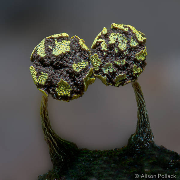 Macro Photos Show How Fascinating Can Mushrooms Be