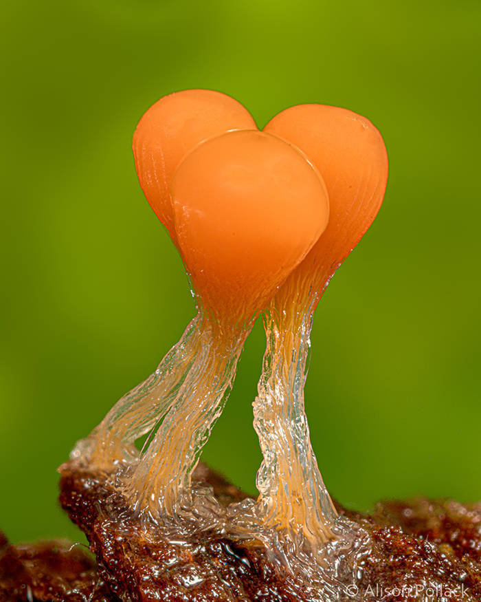 Macro Photos Show How Fascinating Can Mushrooms Be