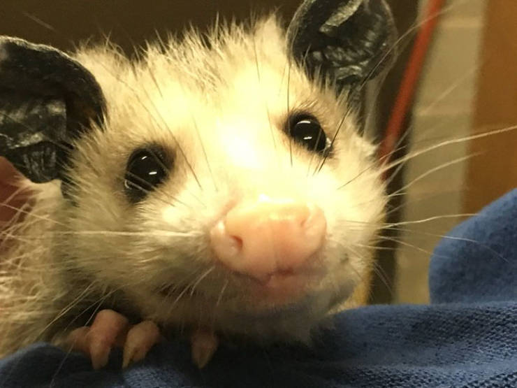 This Elderly Possum Is Now A Superstar!