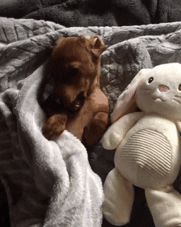 Daily Gifdump