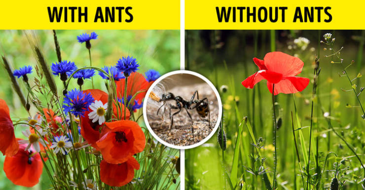 Imagine Our World Without Insects…