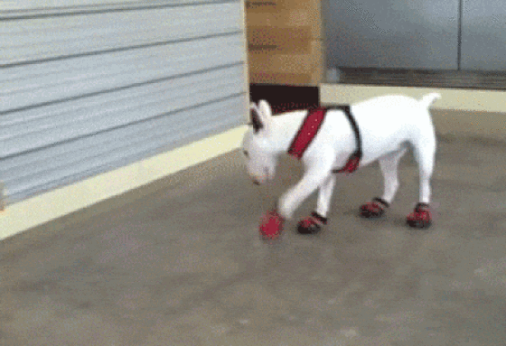 Pets Need Boots Too! It’s Winter, After All…