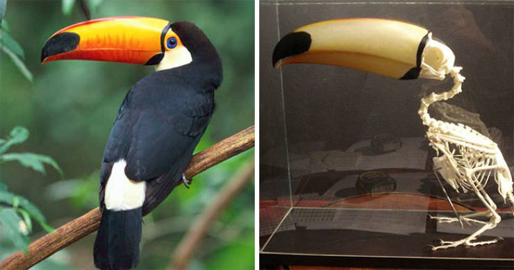 Why Are Toucans So Weird?!