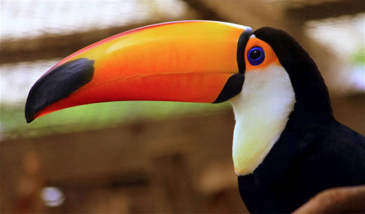 Why Are Toucans So Weird?!