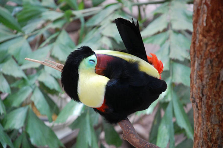 Why Are Toucans So Weird?!