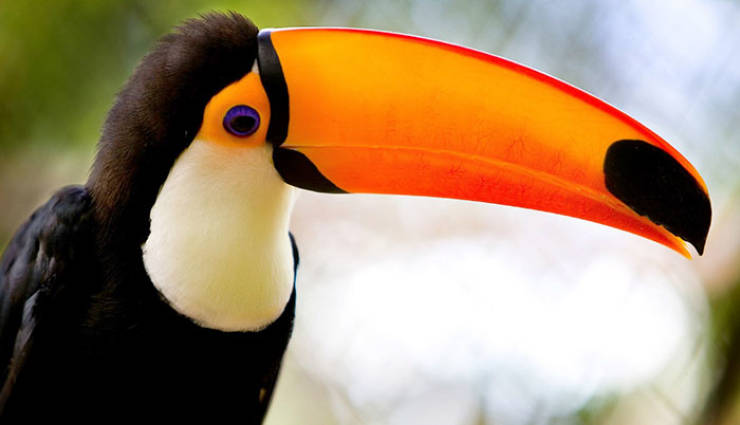 Why Are Toucans So Weird?!