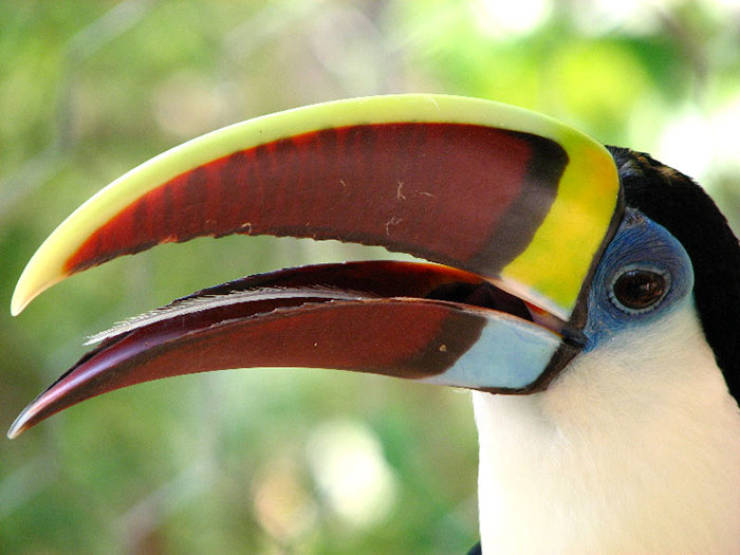 Why Are Toucans So Weird?!