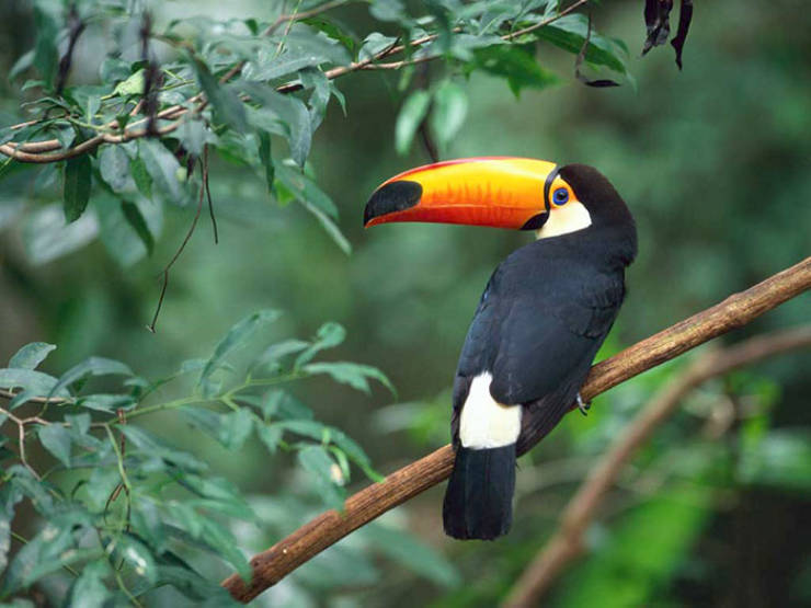 Why Are Toucans So Weird?!