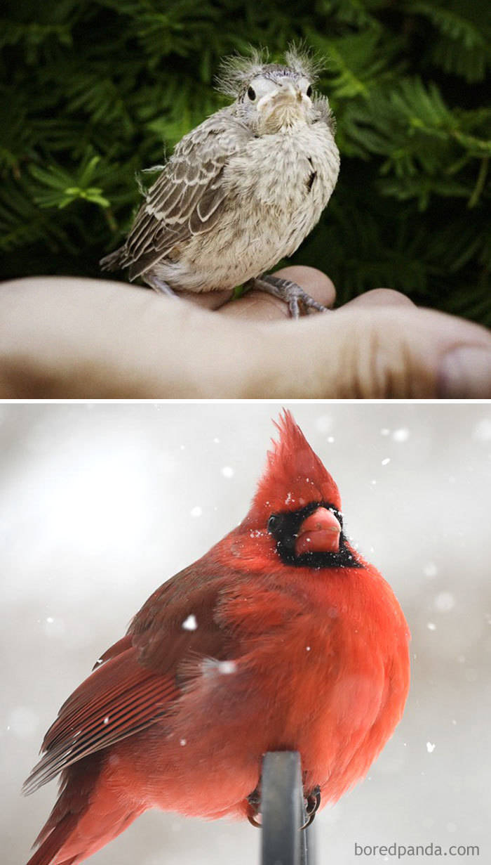 Birds As Babies And As Grown-Ups