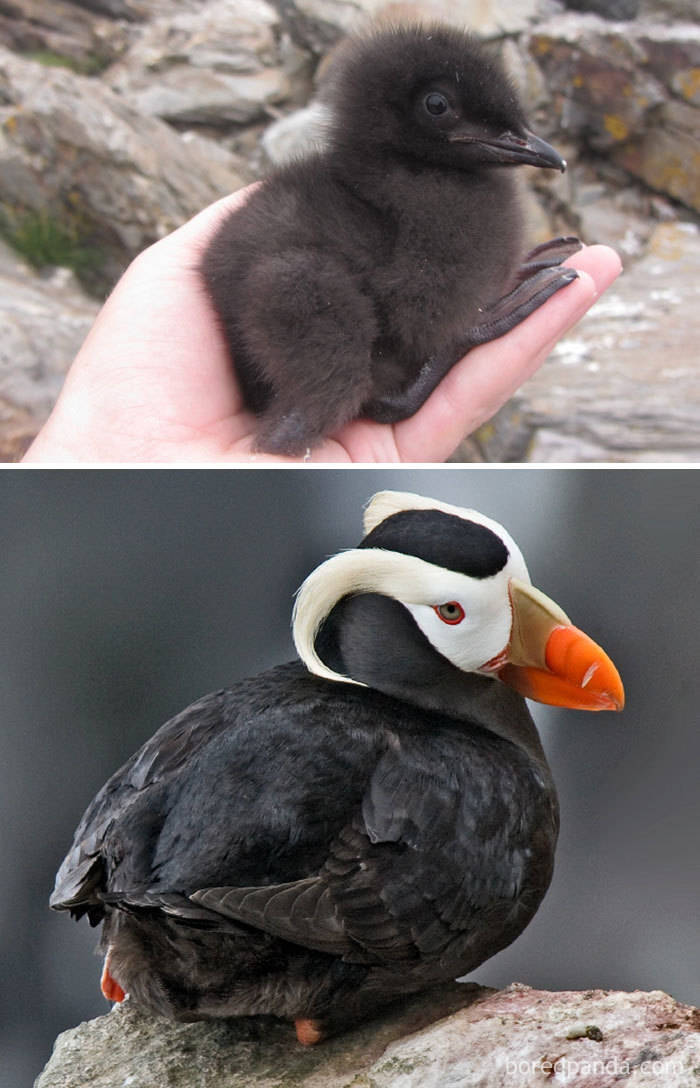 Birds As Babies And As Grown-Ups