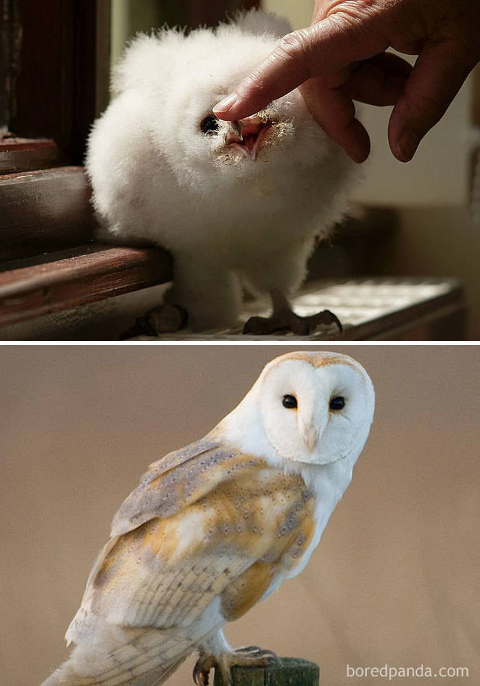 Birds As Babies And As Grown-Ups