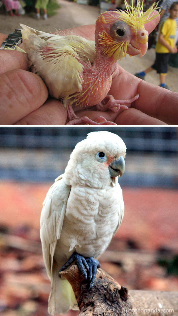 Birds As Babies And As Grown-Ups