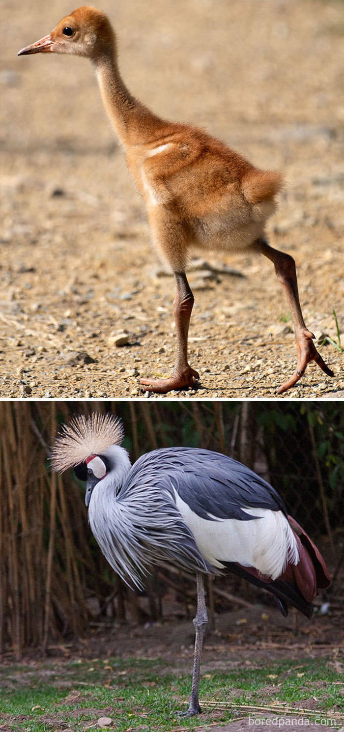 Birds As Babies And As Grown-Ups