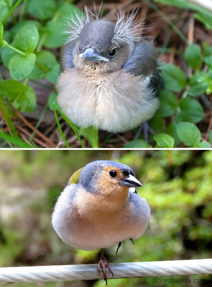 Birds As Babies And As Grown-Ups