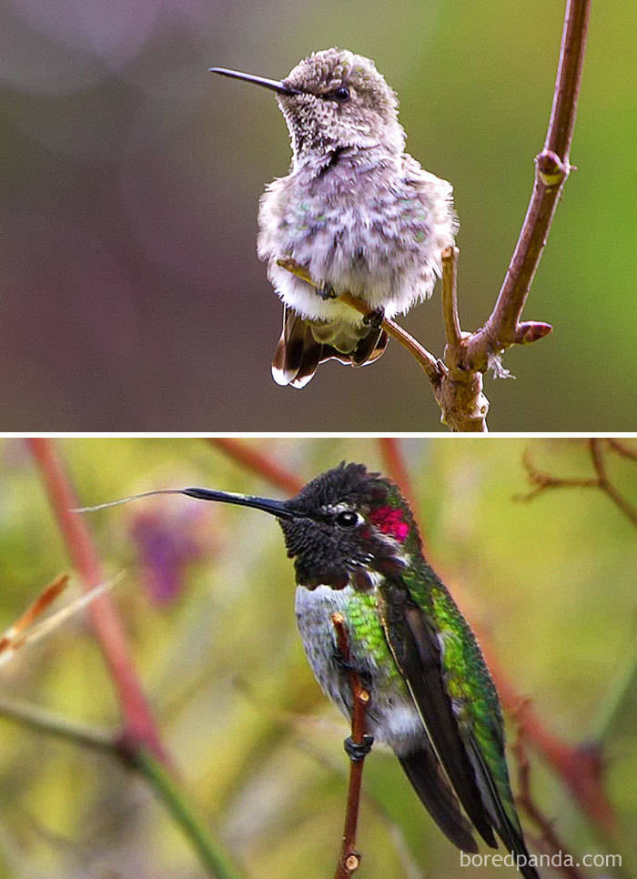 Birds As Babies And As Grown-Ups