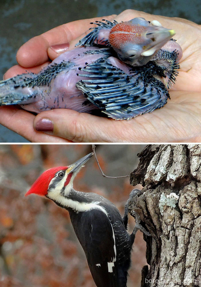 Birds As Babies And As Grown-Ups