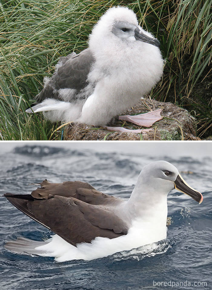 Birds As Babies And As Grown-Ups