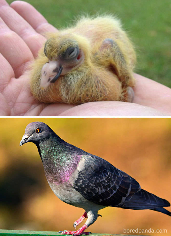 Birds As Babies And As Grown-Ups