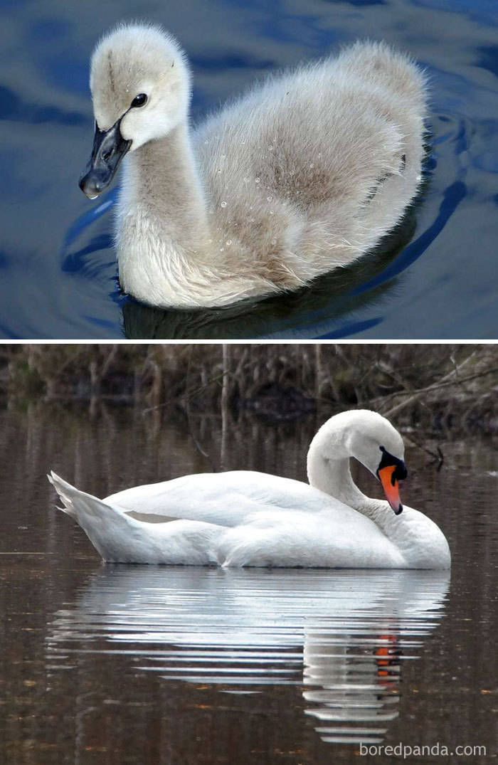 Birds As Babies And As Grown-Ups