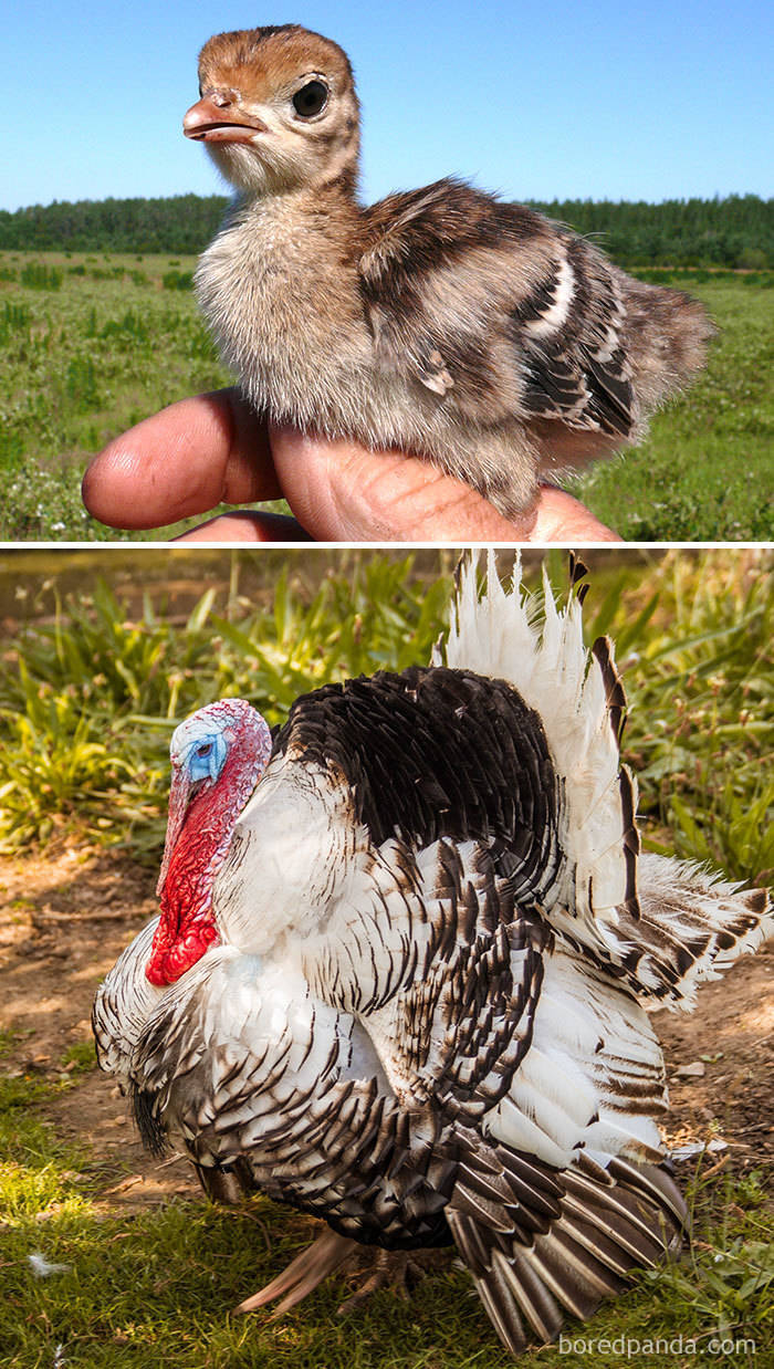 Birds As Babies And As Grown-Ups