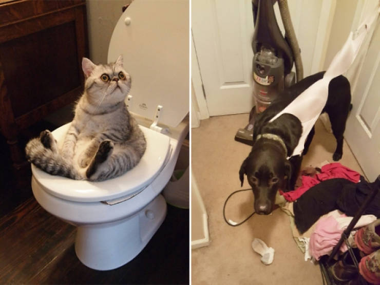 These Pets Look Like They Need Some Help