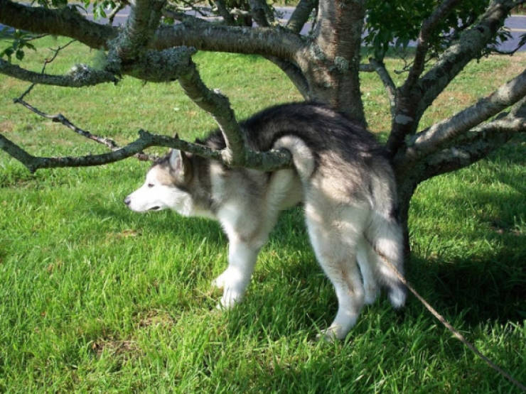 These Pets Look Like They Need Some Help