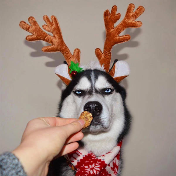 These Pets Are Fed Up With All This Christmas Stuff…