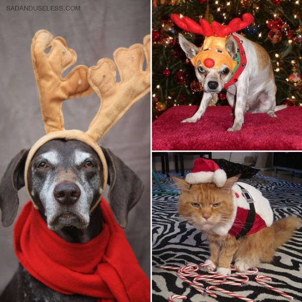These Pets Are Fed Up With All This Christmas Stuff… These Pets Are Fed Up With All This Christmas Stuff…