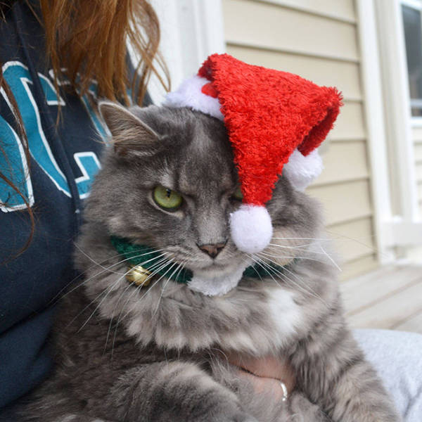 These Pets Are Fed Up With All This Christmas Stuff…