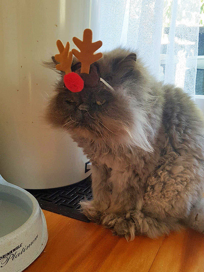 These Pets Are Fed Up With All This Christmas Stuff… These Pets Are Fed Up With All This Christmas Stuff…