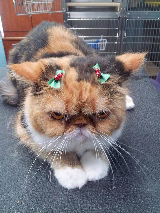 These Pets Are Fed Up With All This Christmas Stuff… These Pets Are Fed Up With All This Christmas Stuff…