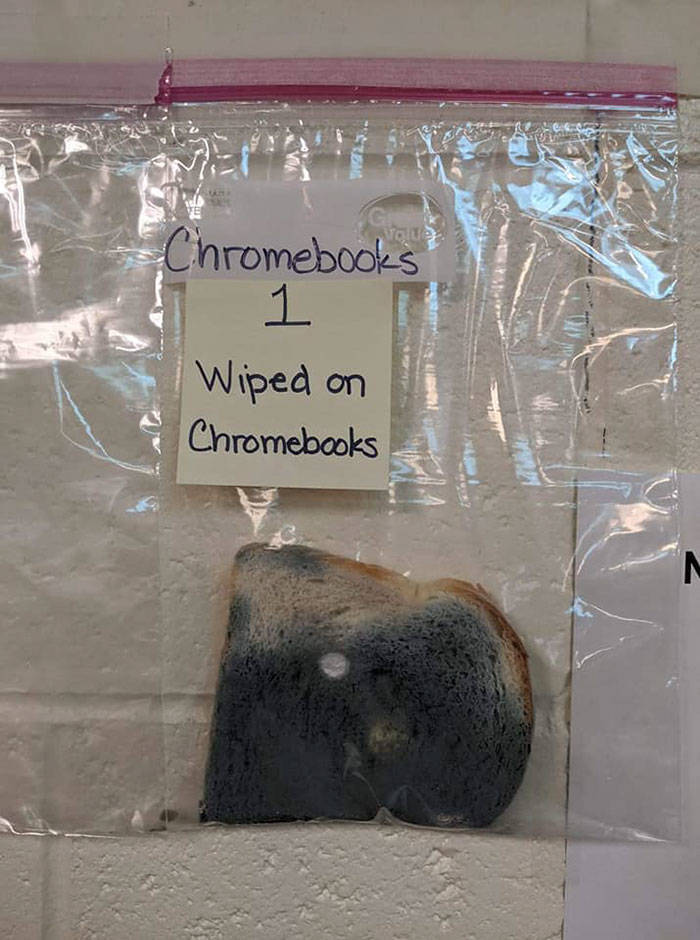 School “Moldy Bread” Experiment Shows How Important It Is To Wash Your Hands
