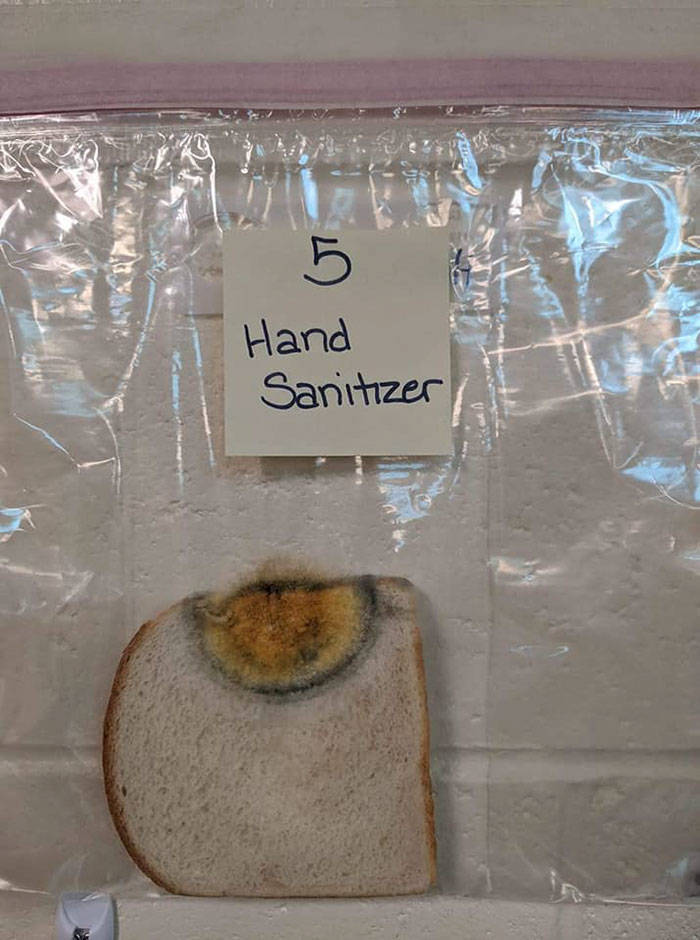 School “Moldy Bread” Experiment Shows How Important It Is To Wash Your Hands