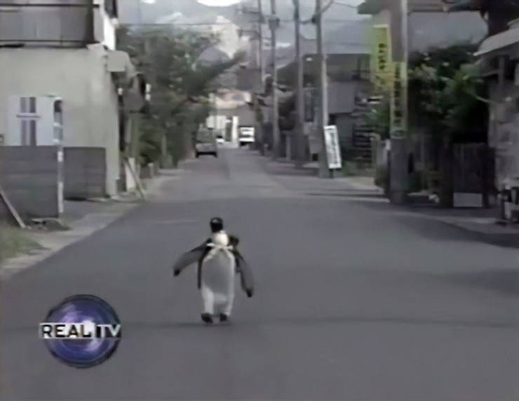 This Penguin Can Buy Fish On His Own!