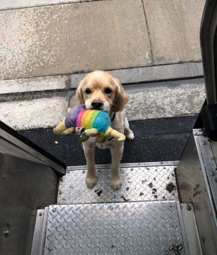 UPS Drivers Have A Special Facebook Page Where They Post Dogs They Meet While At Work