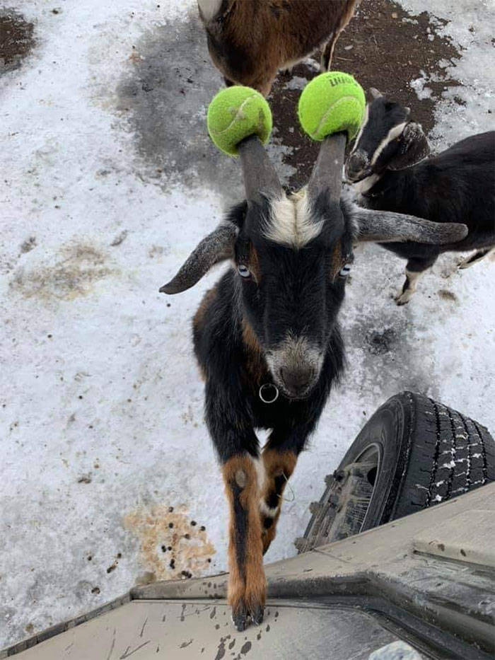 UPS Drivers Have A Special Facebook Page Where They Post Dogs They Meet While At Work