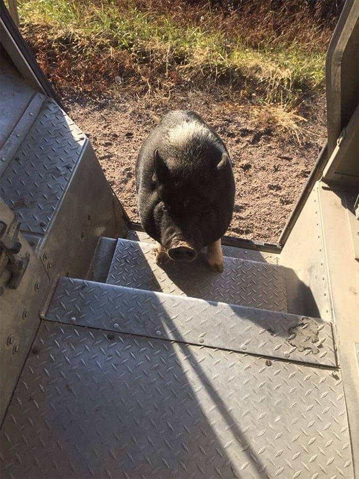 UPS Drivers Have A Special Facebook Page Where They Post Dogs They Meet While At Work