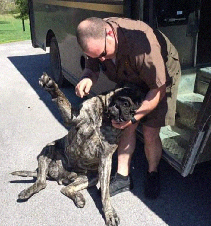 UPS Drivers Have A Special Facebook Page Where They Post Dogs They Meet While At Work