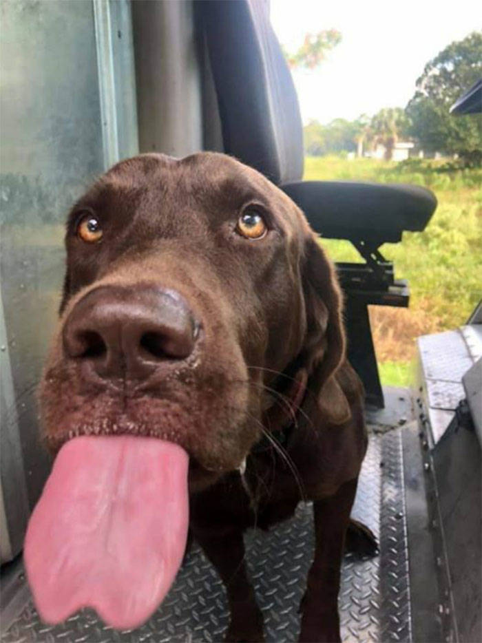 UPS Drivers Have A Special Facebook Page Where They Post Dogs They Meet While At Work