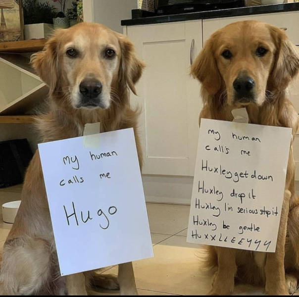 These Pets Deserved Their Share Of Shaming!