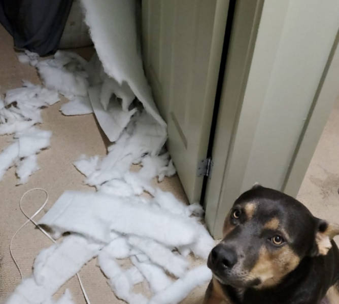 These Pets Deserved Their Share Of Shaming!