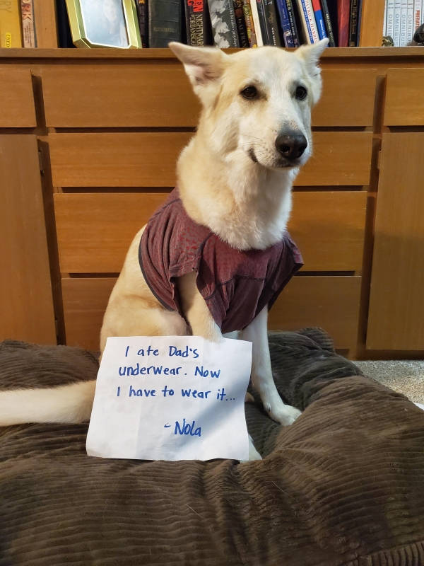 These Pets Deserved Their Share Of Shaming!