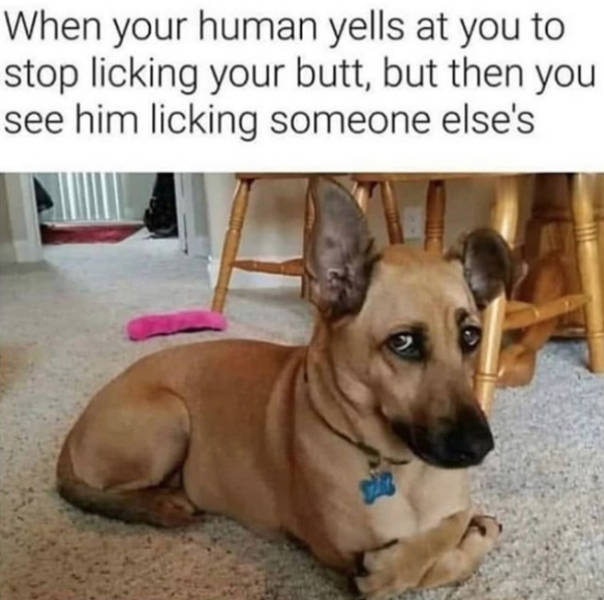 Dogs Will Appreciate These Memes (30 pics) - Izismile.com