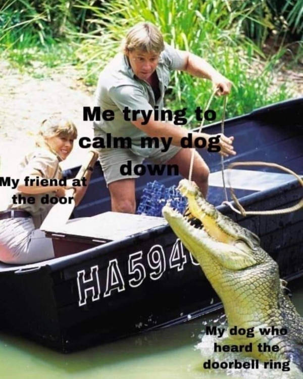 Dogs Will Appreciate These Memes
