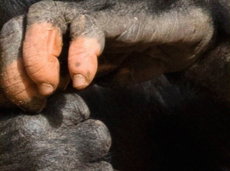 Just Look At This Gorilla’s Fingers!